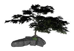 枫叶树景观树SU模型