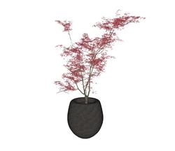 花盆植物SU模型