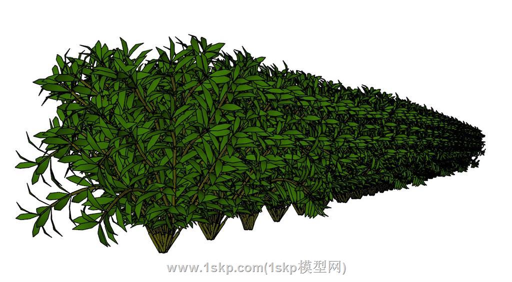 灌木植物SU模型