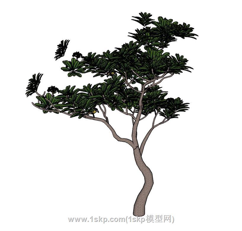 绿植树SU模型