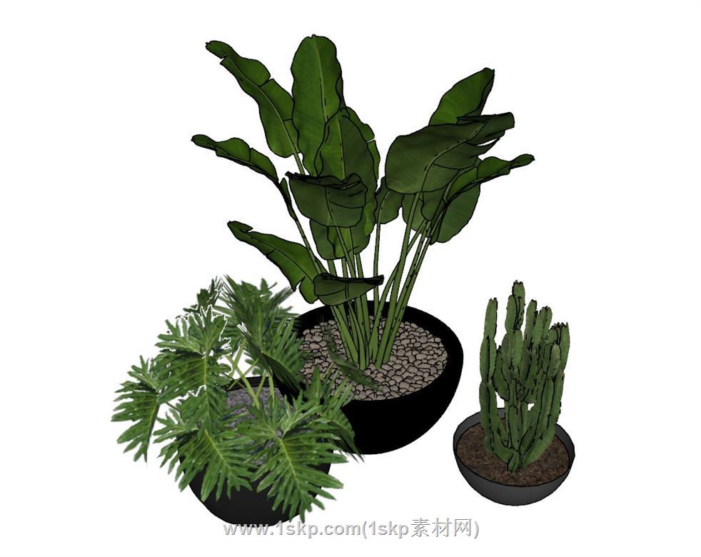花盆植物SU模型