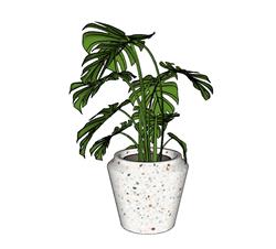花盆植物SU模型