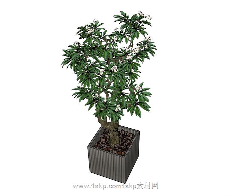 盆栽花盆植物SU模型