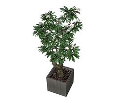 盆栽花盆植物SU模型