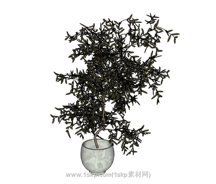 花盆盆景植物SU模型