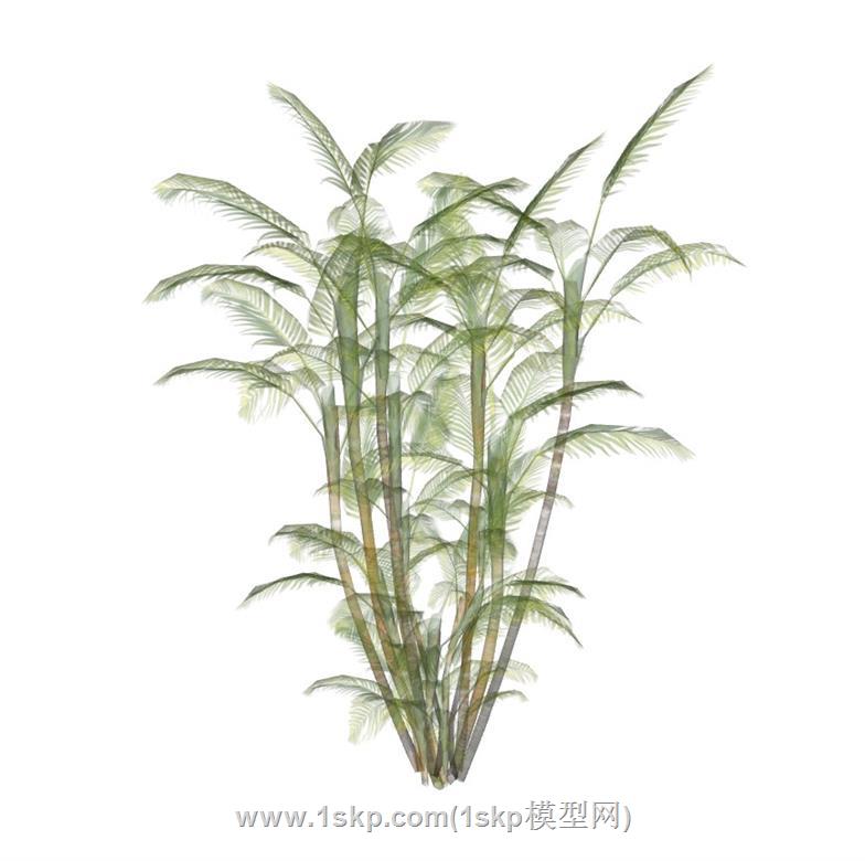 热带植物SU模型