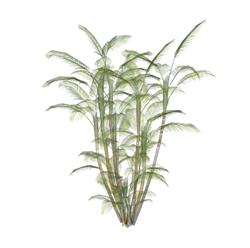 热带植物SU模型
