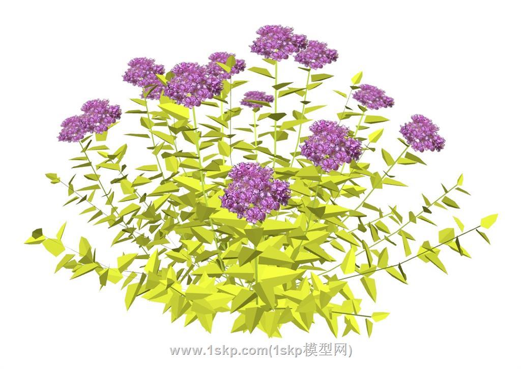 蔷薇植物SU模型