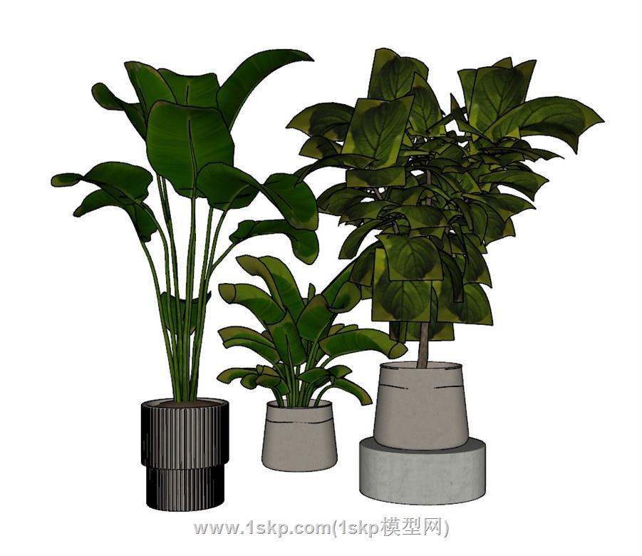 花盆植物SU模型