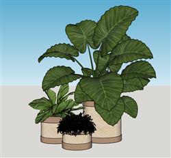 花盆绿植盆栽SU模型