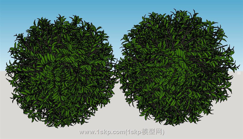 灌木植物SU模型