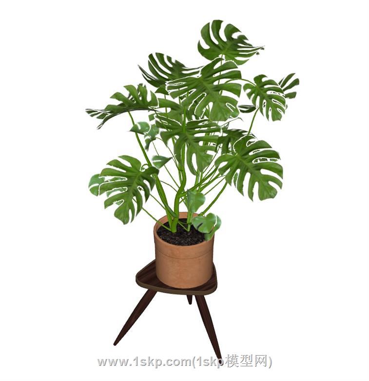 龟背竹盆栽花盆SU模型