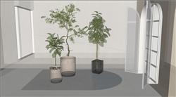 花盆植物SU模型