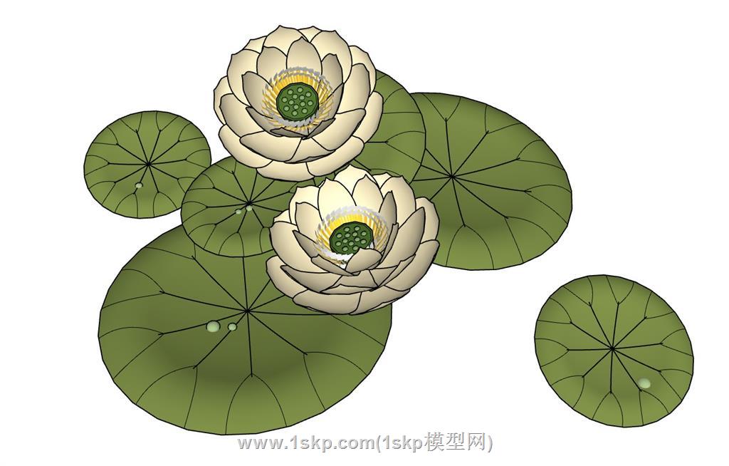 荷花SU模型