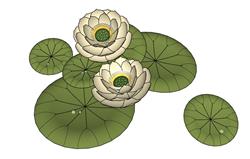 荷花SU模型