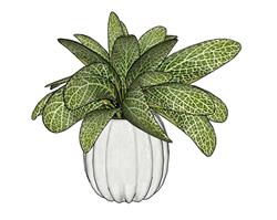 花盆植物SU模型