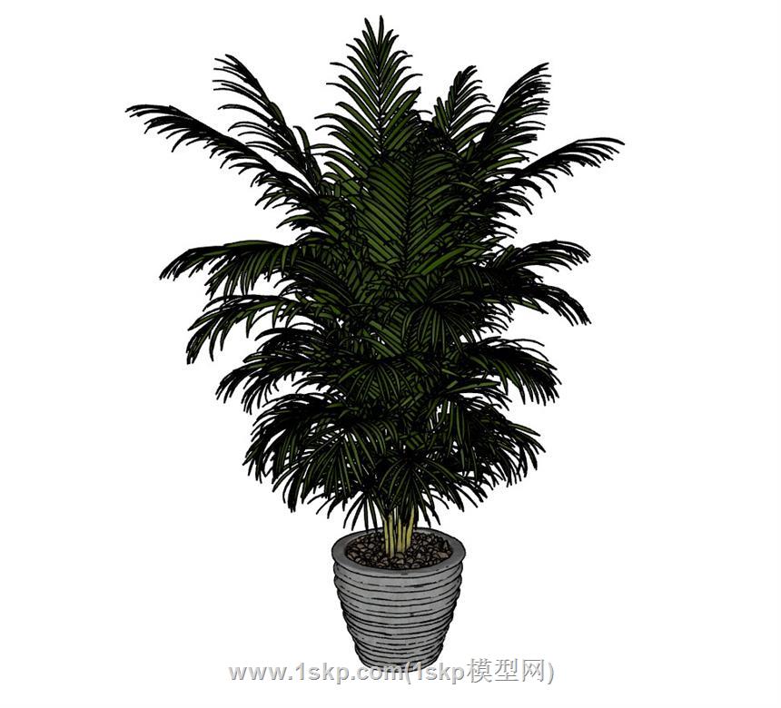 盆栽花盆植物SU模型