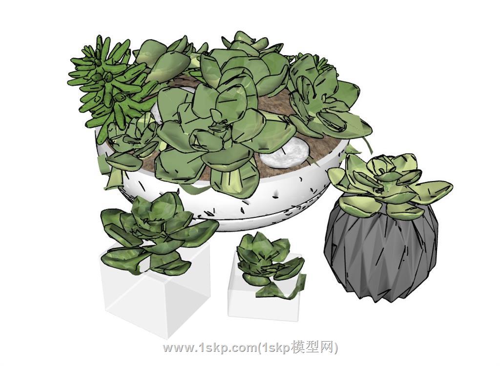 多肉植物盆栽SU模型