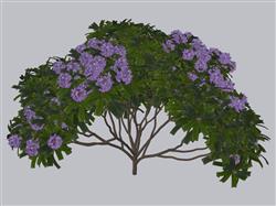 杜鹃花灌木树SU模型