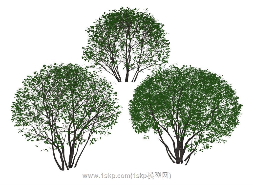 冬青灌木树SU模型