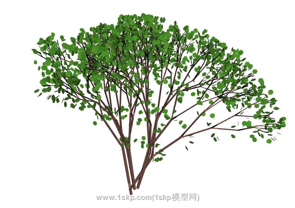 冬青树灌木SU模型