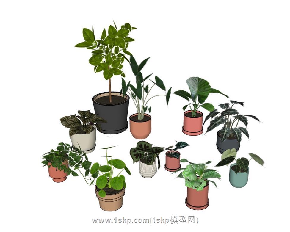 花盆植物SU模型