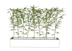 竹子植物SU模型