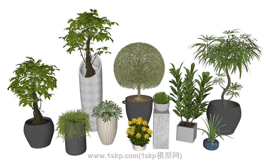 盆景发财树盆栽SU模型