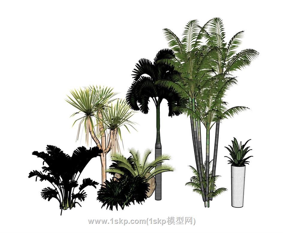 植物灌木粽树SU模型