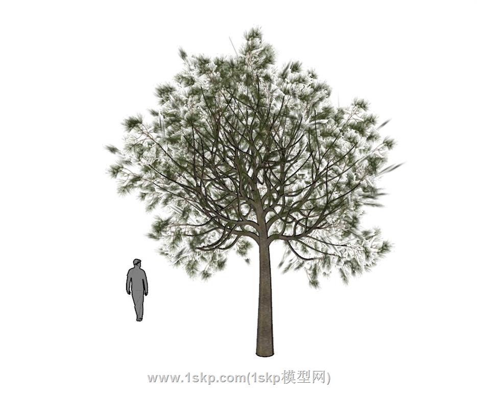 松树SU模型