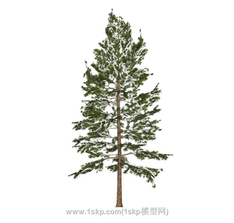 松树SU模型