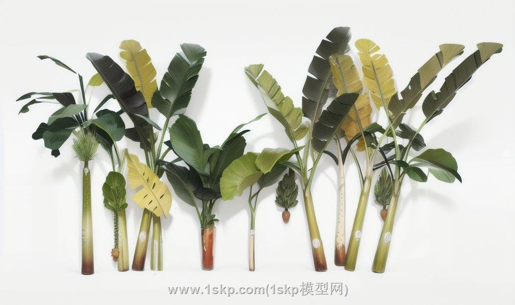芭蕉树树SU模型