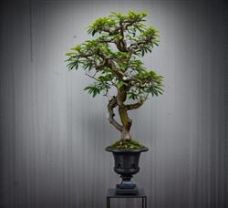 盆景花盆SU模型