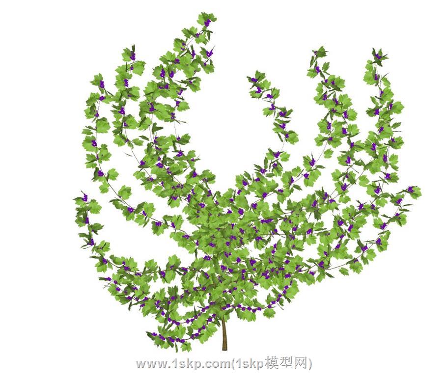 葡萄爬藤植物SU模型