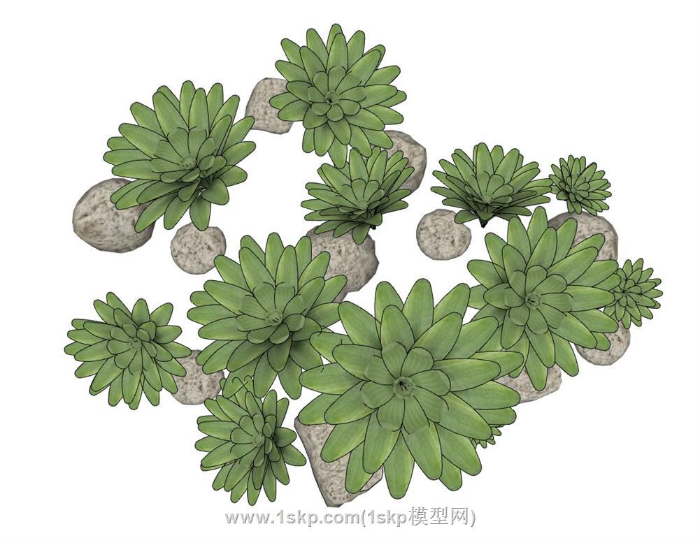 多肉植物SU模型