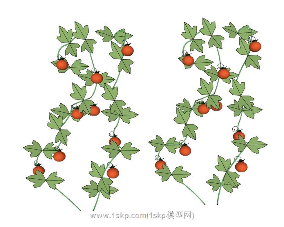 爬藤蔓藤西红柿SU模型