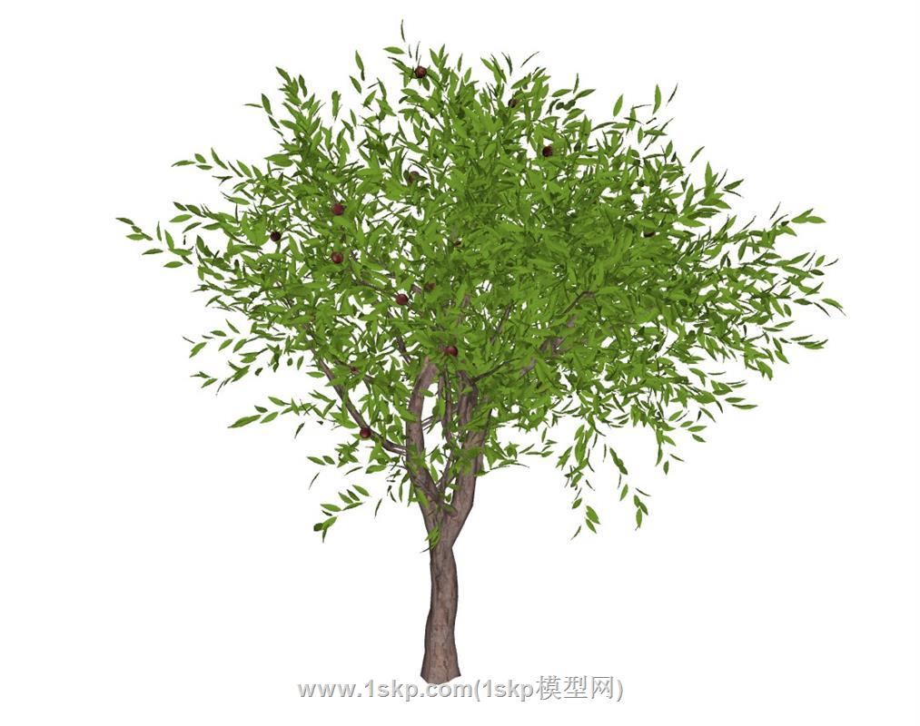 绿色树油桃树树木SU模型