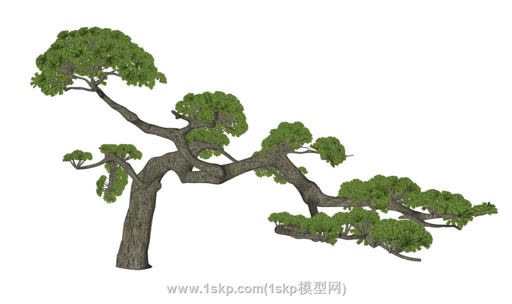 迎客松松树SU模型