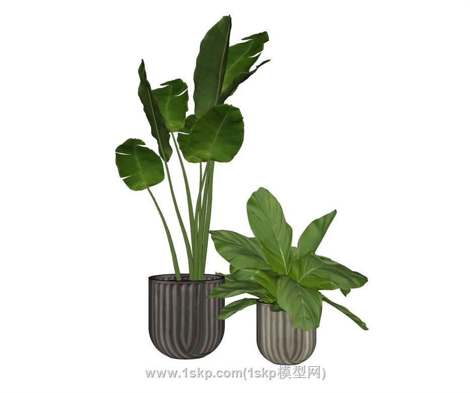 花盆植物SU模型
