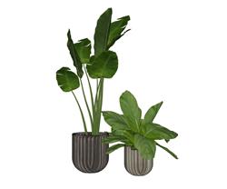 花盆植物SU模型