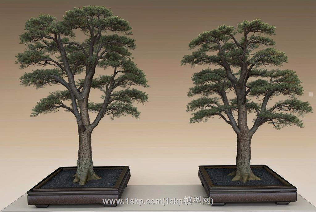 罗汉松松树造景树SU模型