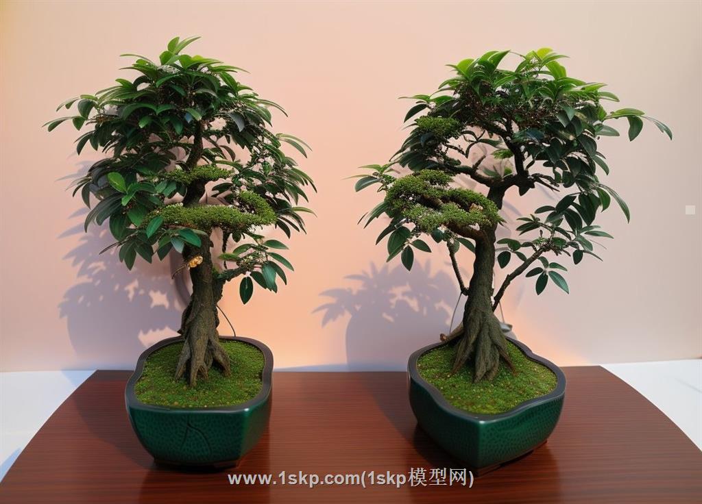 发财树盆栽盆景SU模型