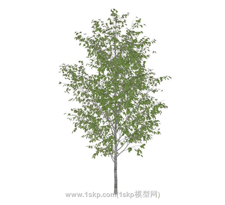树SU模型