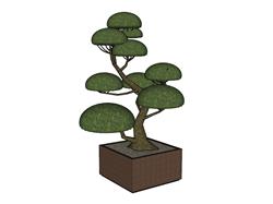 盆栽盆景SU模型