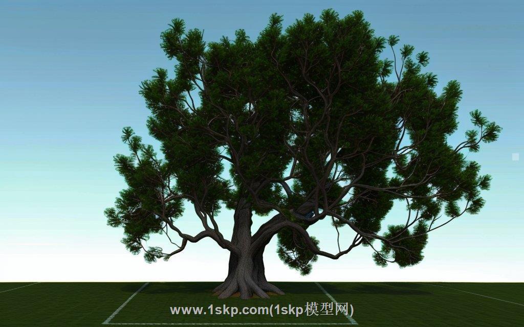 大树阿拉伯树胶SU模型