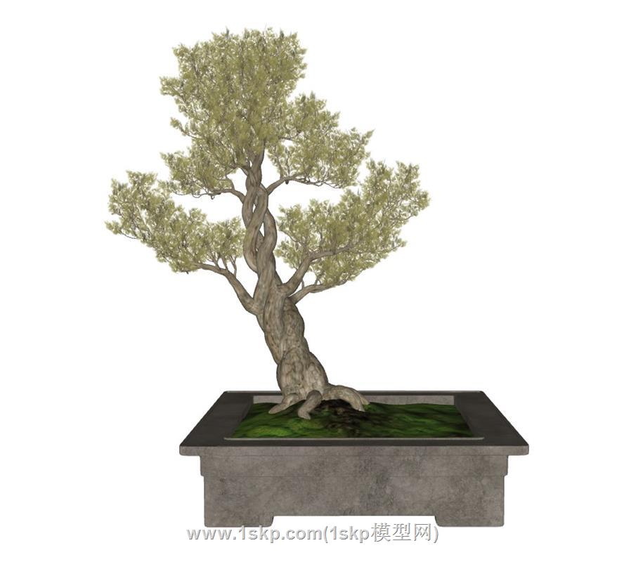 松树盆栽SU模型