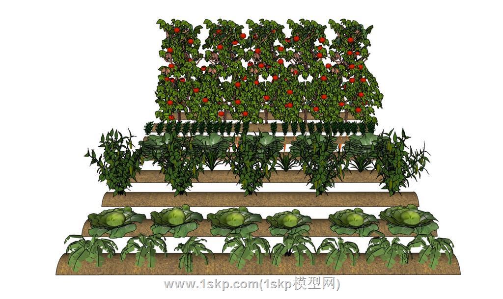 菜地蔬菜菜园子SU模型