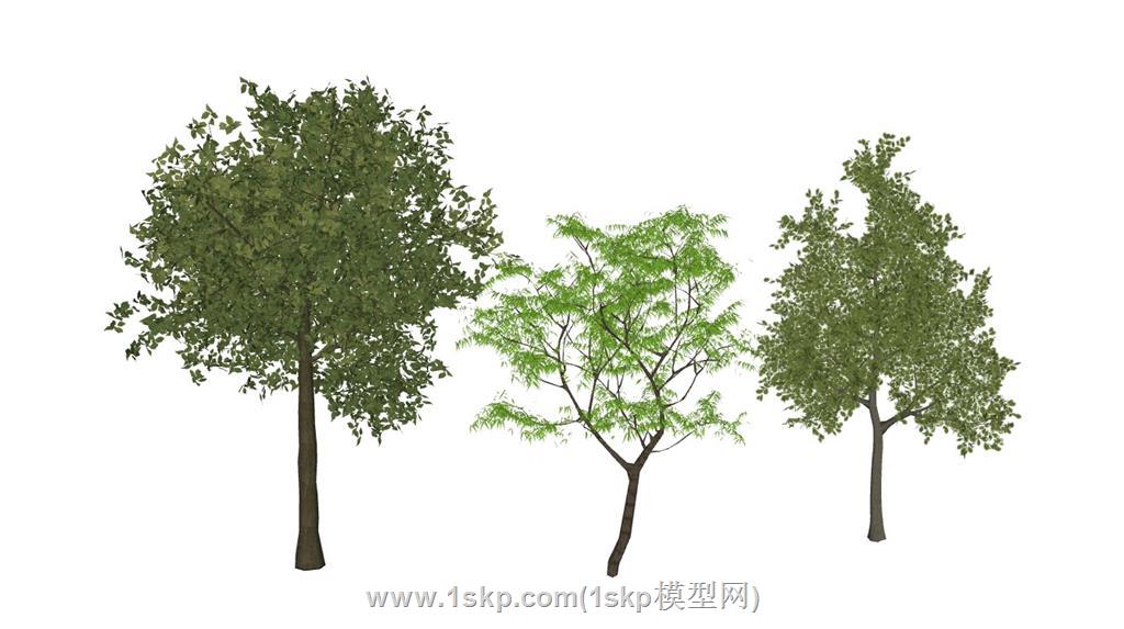景观树风景树SU模型
