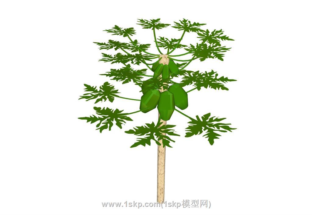 木瓜树SU模型