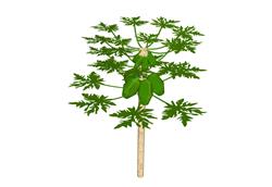 木瓜树SU模型